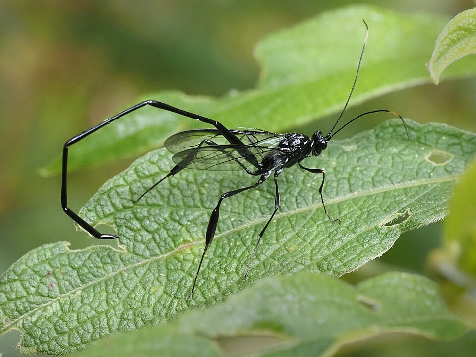 Photo of American pelecinid wasp
