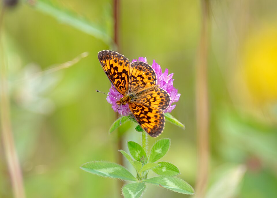Photo of American silver-bordered fritillary