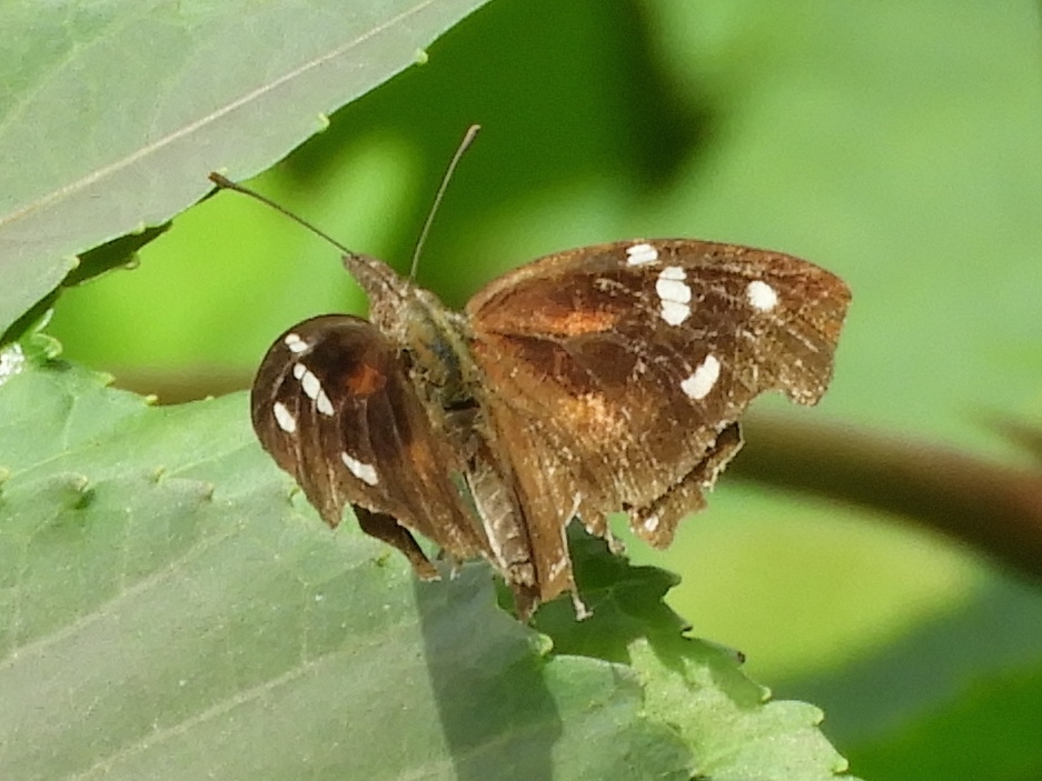 Photo of American snout
