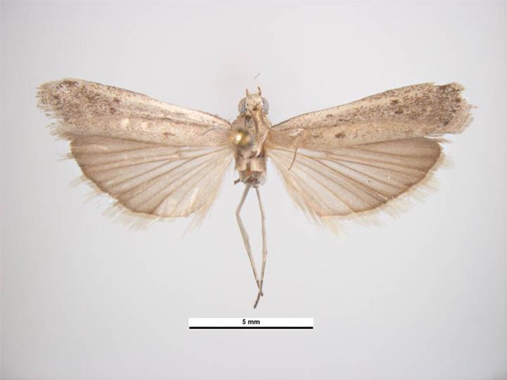 Photo of American sunflower moth