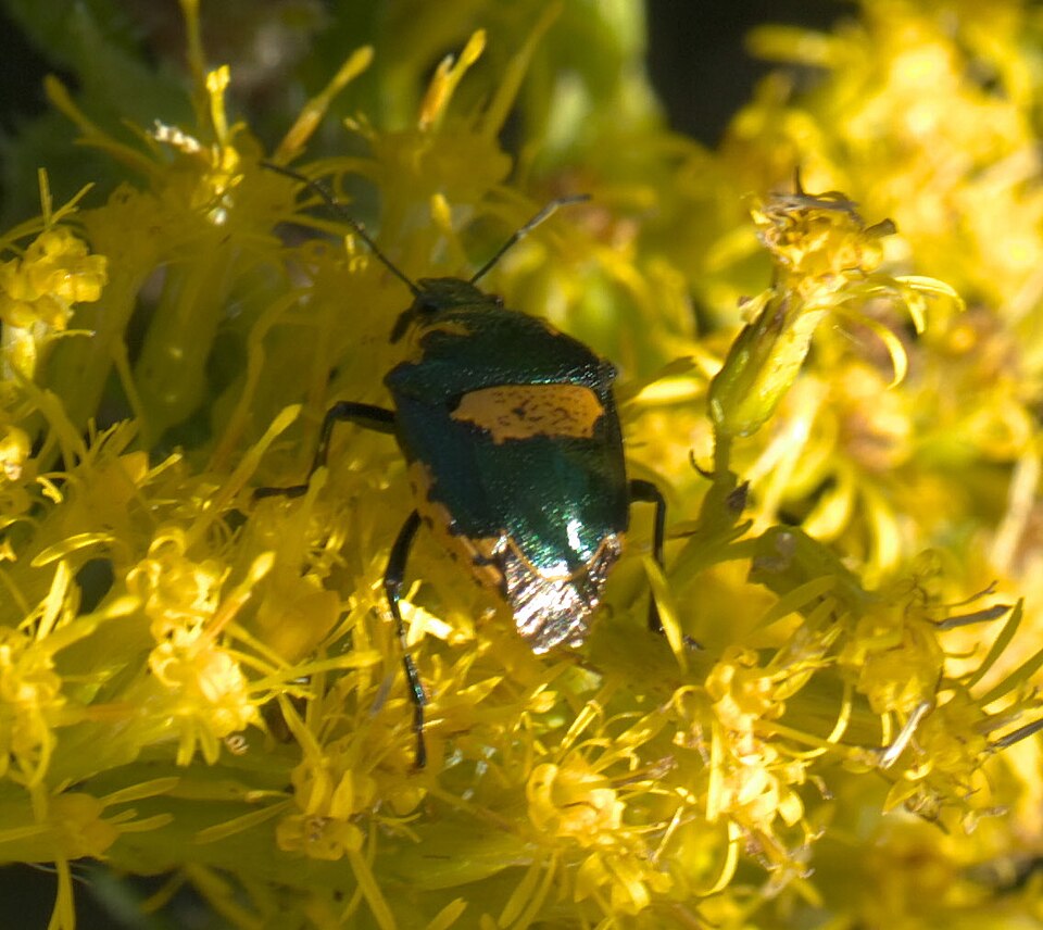 Photo of Anchor stink bug