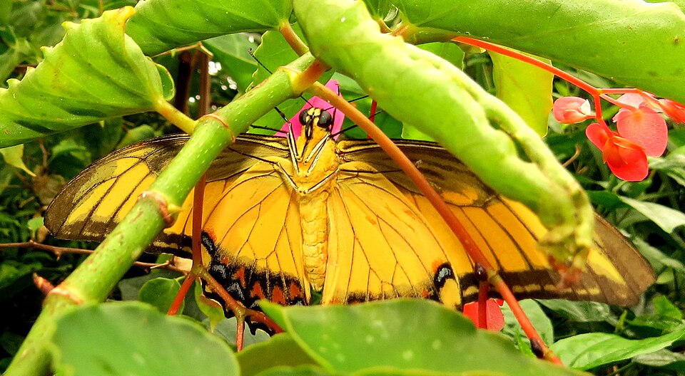 Photo of Androgeus swallowtail