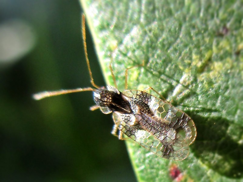 Photo of Andromeda lace bug