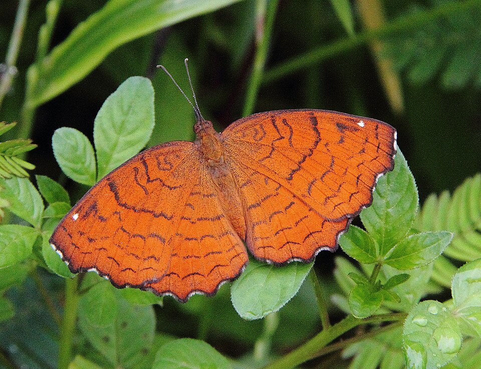 Photo of Angled castor