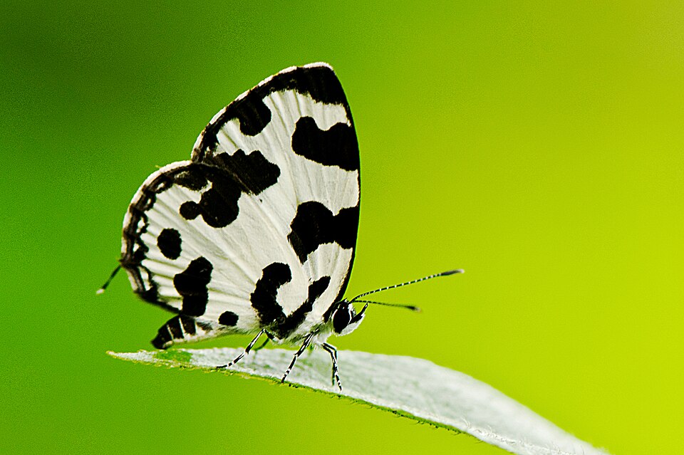Photo of Angled Pierrot