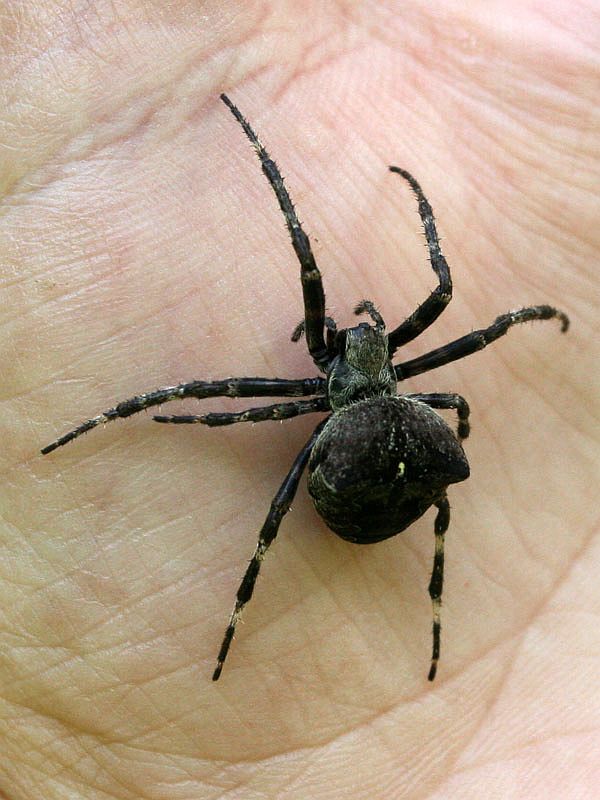 Photo of Angular orbweaver spider