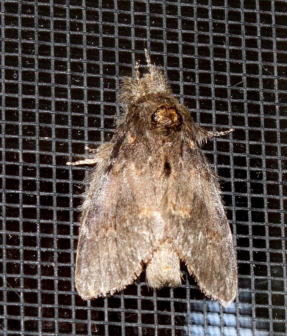 Photo of Angulose prominent