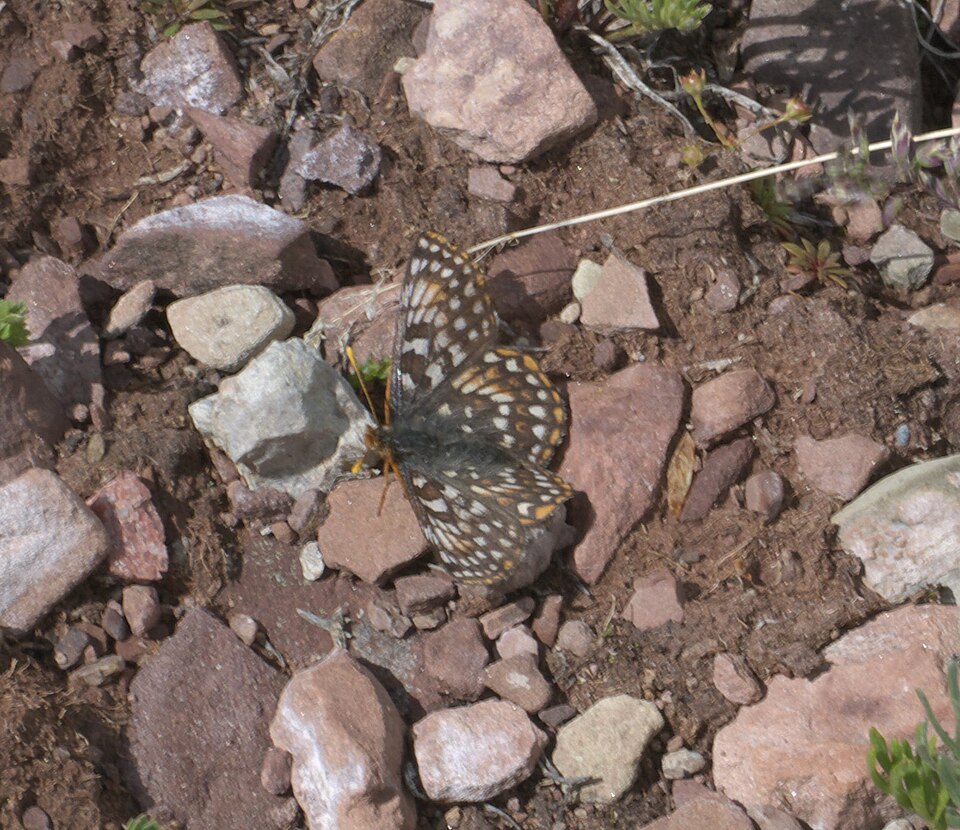 Photo of Anicia checkerspot