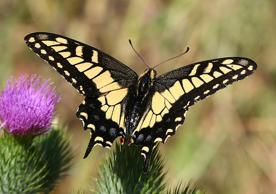 Photo of Anise swallowtail