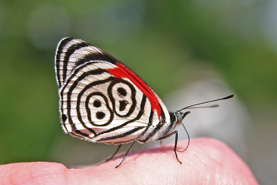 Photo of Anna's eighty-eight