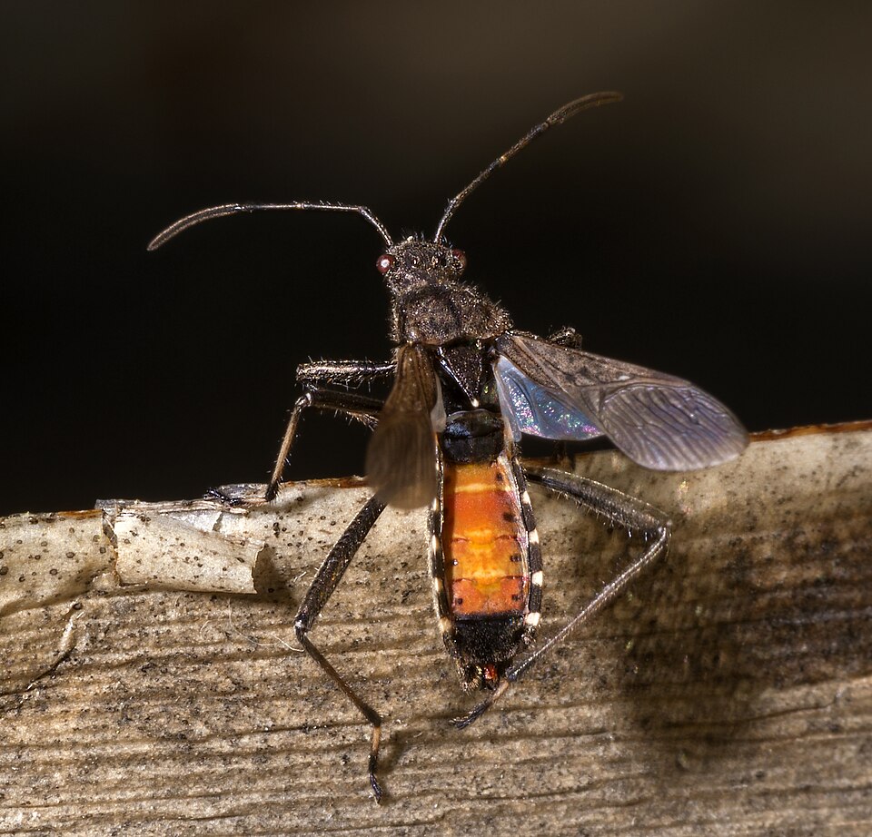 Photo of Ant bug