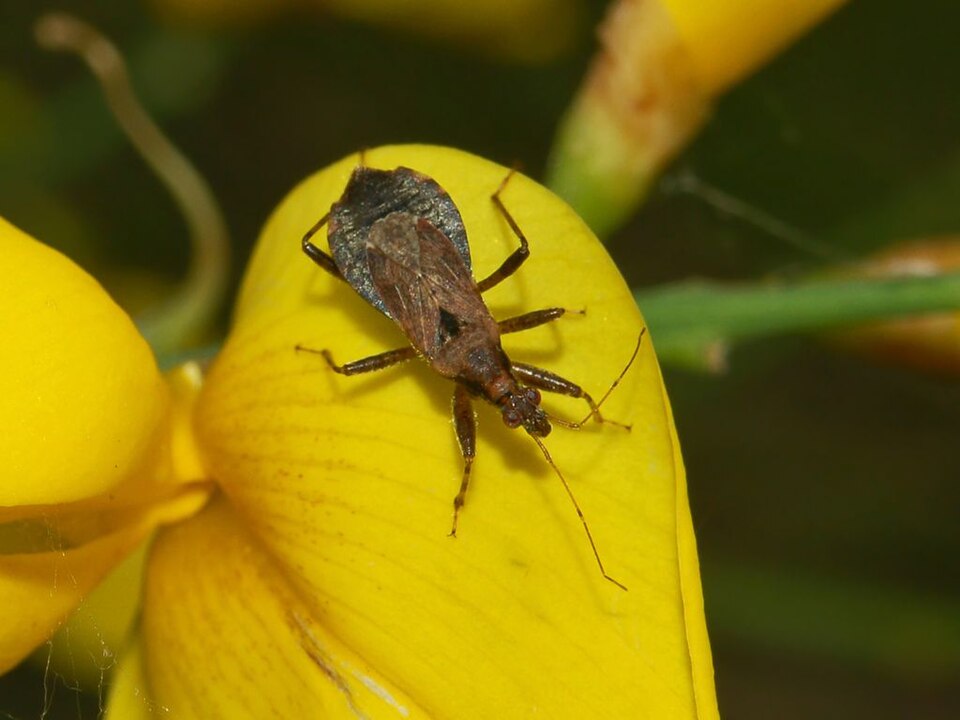Photo of Ant damselbug