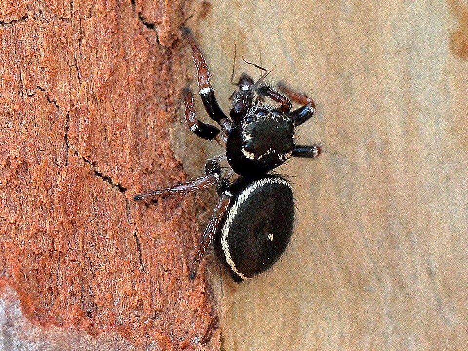 Photo of Ant-eater jumping spider