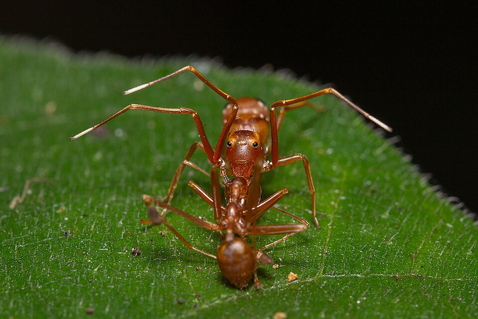 Photo of Ant-like crab spider