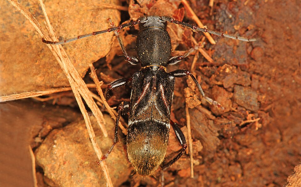 Photo of Ant-like longhorn beetle