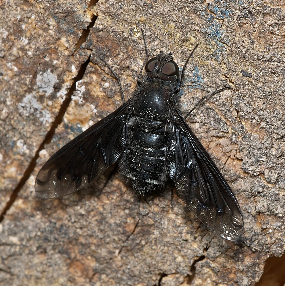 Photo of Anthracite bee-fly