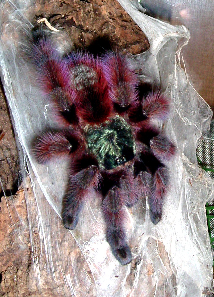 Photo of Antilles pinktoe tarantula