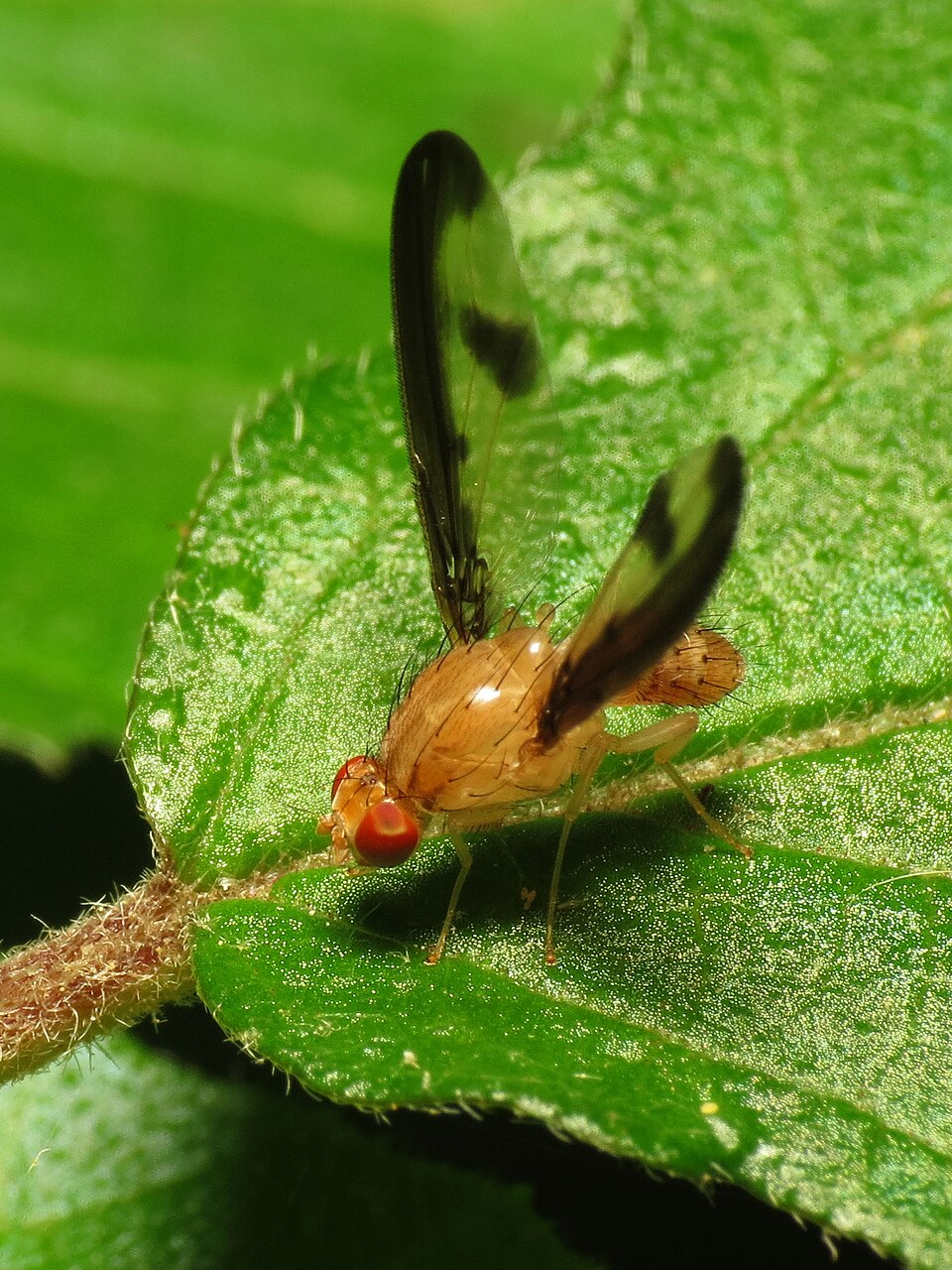 Photo of Antlered flutter fly