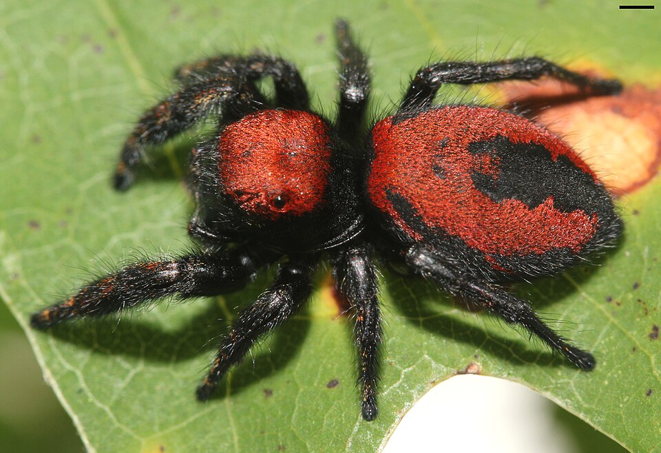 Photo of Apache jumping spider