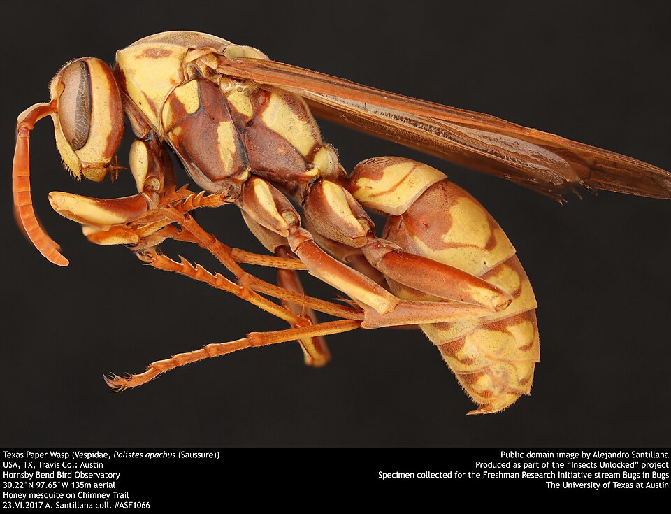 Photo of Apache paper wasp