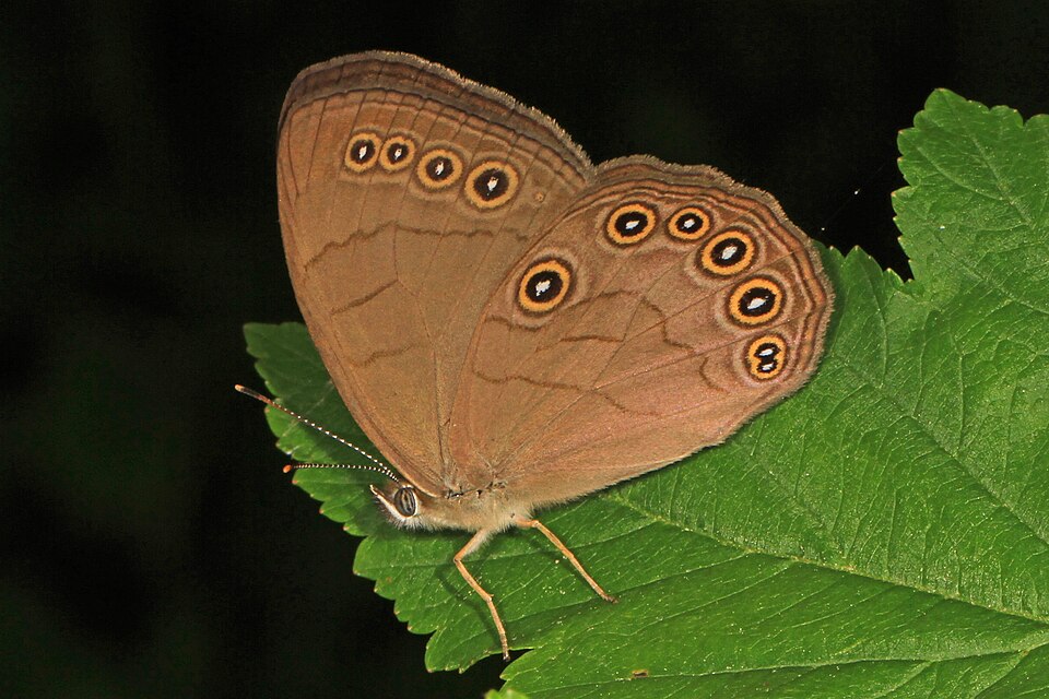 Photo of Appalachian brown