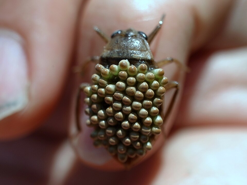 Photo of Japanese giant water bug