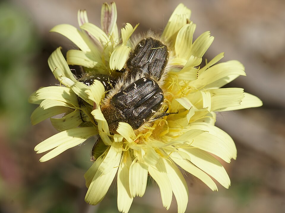 Photo of Apple blossom beetle