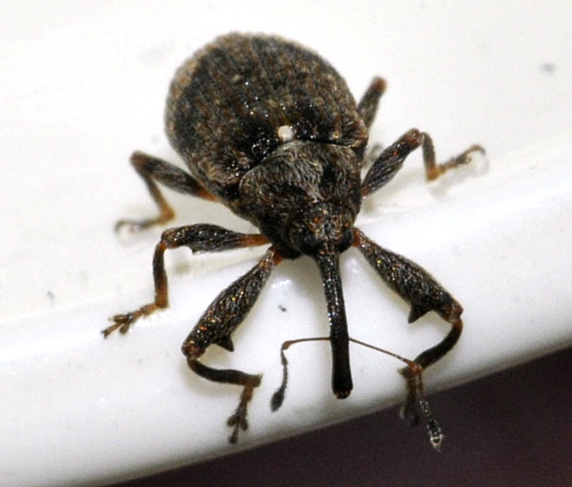 Photo of Apple blossom weevil