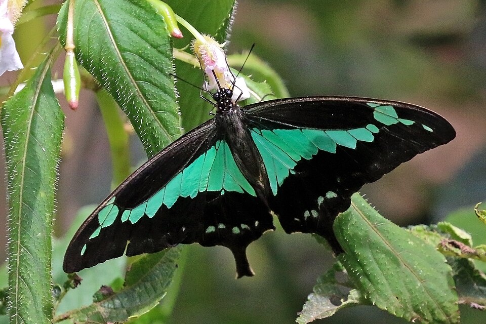 Photo of Apple-green swallowtail