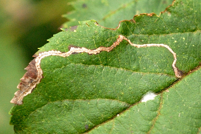Photo of Apple leafminer