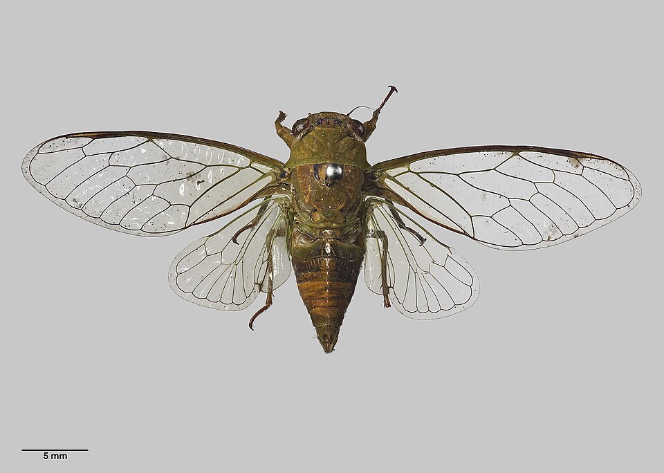 Photo of April green cicada