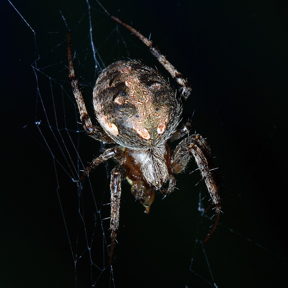 Photo of Arabesque orbweaver
