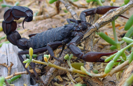 Photo of Arabian fat-tailed scorpion