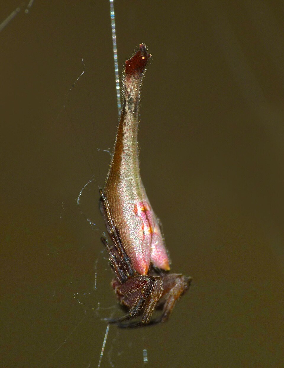 Photo of Tailed forest spider
