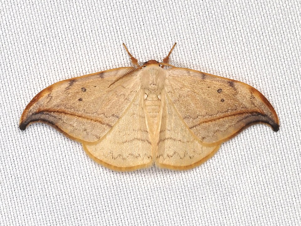 Photo of Arched hooktip moth
