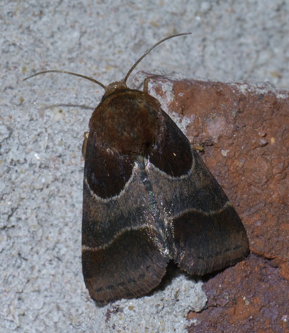 Photo of Arcigera flower moth