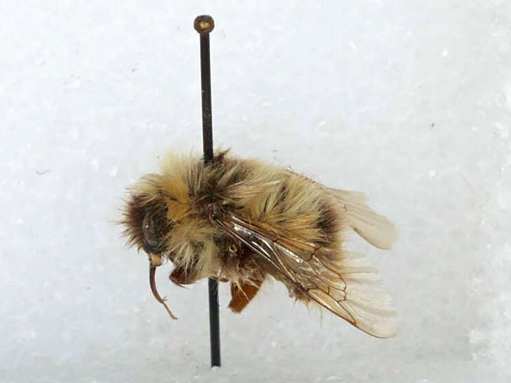 Photo of Arctic bumblebee