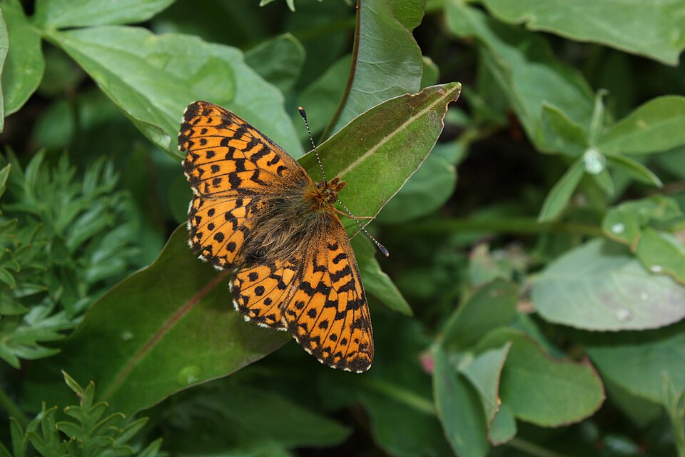 Photo of Arctic fritillary