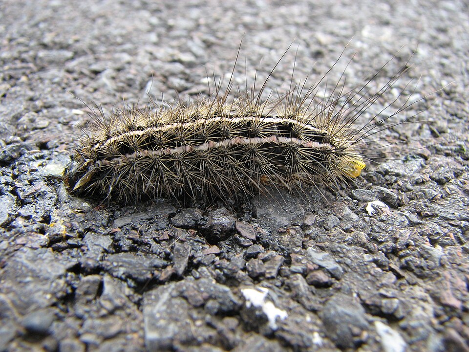 Photo of Arge moth
