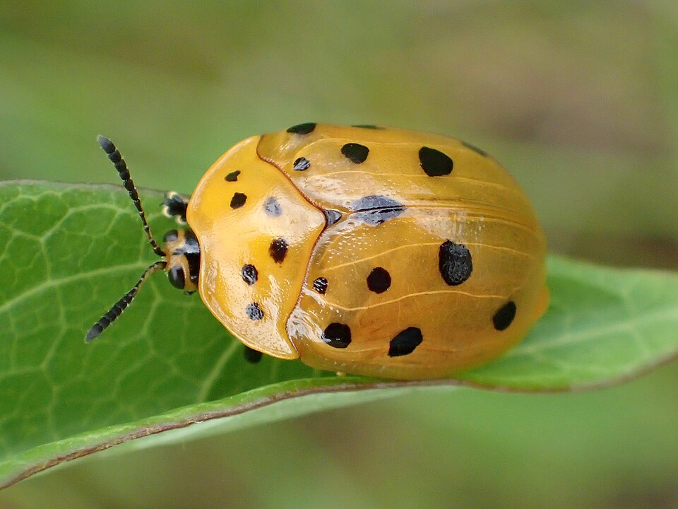 Photo of Argus tortoise beetle