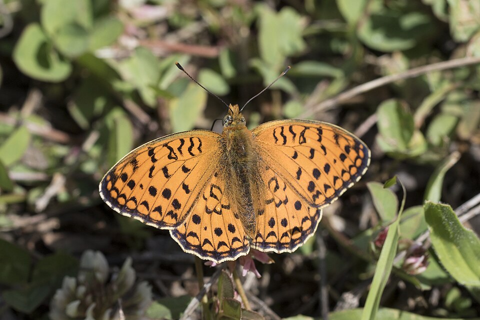 Photo of Niobe fritillary