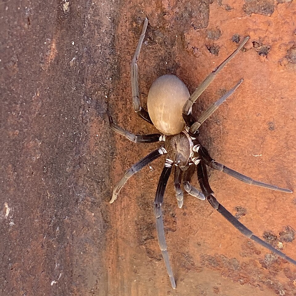 Photo of Arizona black hole spider