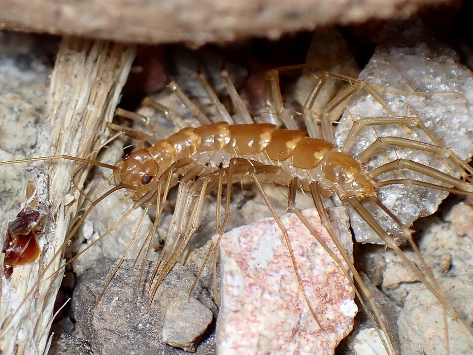 Photo of Arizona house centipede