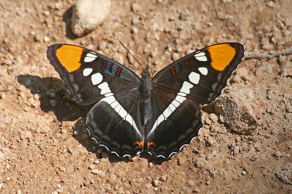 Photo of Arizona sister
