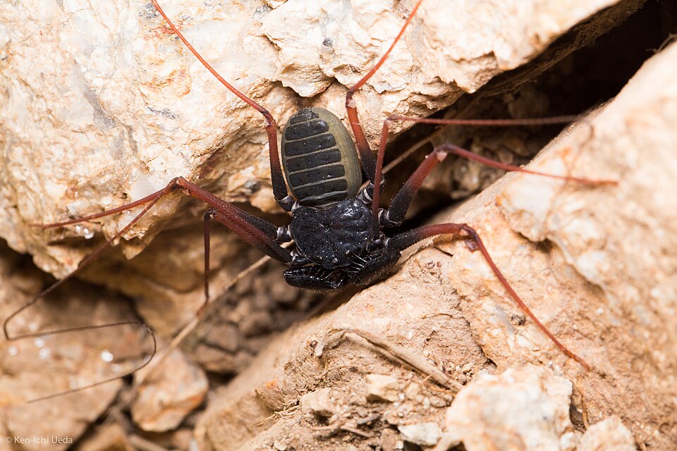 Photo of Arizona tailless whip scorpion