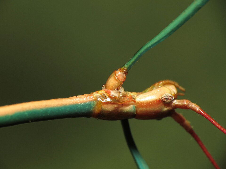 Photo of Arizona walkingstick