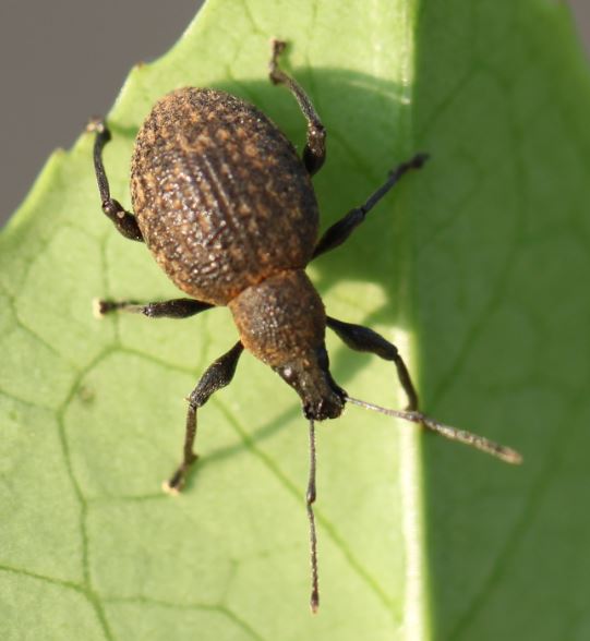 Photo of Armadillo weevil