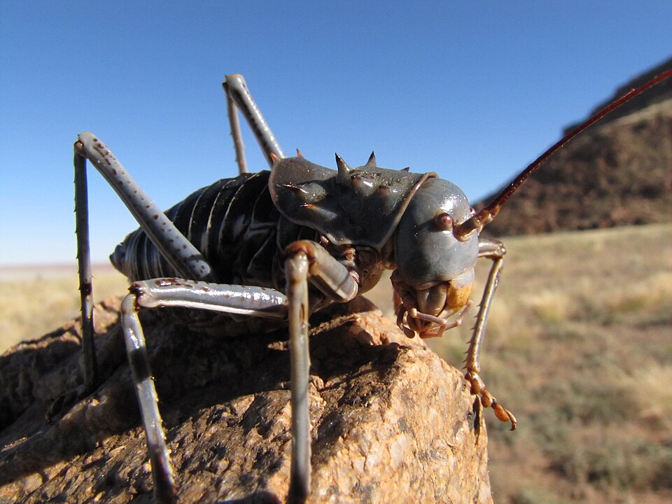 Photo of Armoured ground cricket