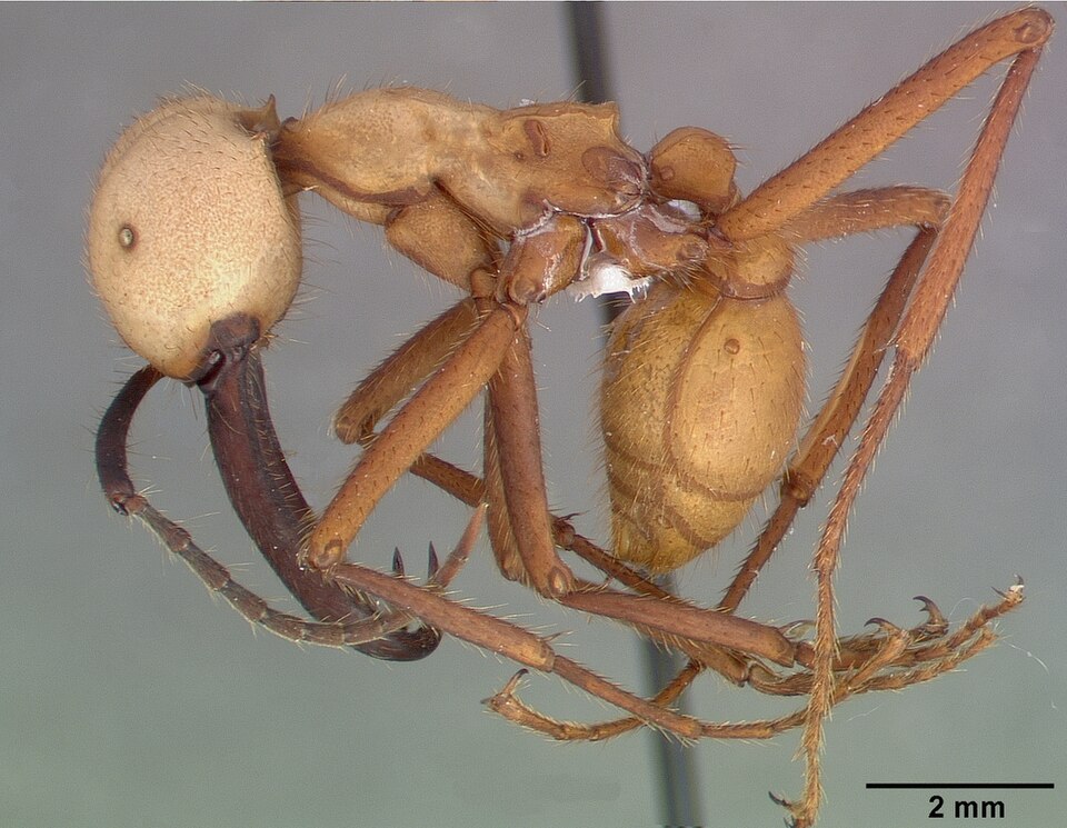 Photo of Army ant