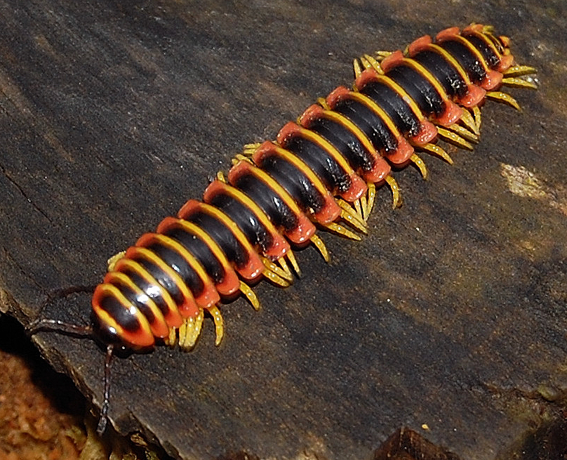 Photo of Aromatic cherry millipede